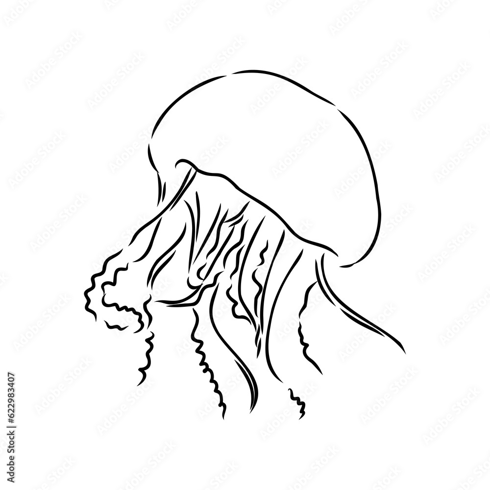Ocean jellyfish. Design set. Art detailed editable illustration. Vector