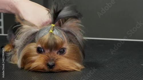 Professional groomer is combing Yorkshire terrier hair with metal comb in grooming salon fo dogs. Hygienic procedures, taking care of pets animals in dogs beauty clinic. Scared dog shaking trembling. photo