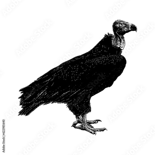 Red-Headed Vulture hand drawing vector isolated on background.