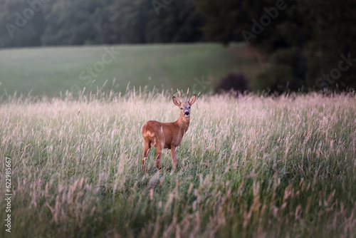Deer on a green field with a forest in the background in Germany, Europe 