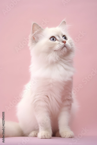 Very cute Birman in nature, national geography, Wide life animals. AI Generated.  © Narin