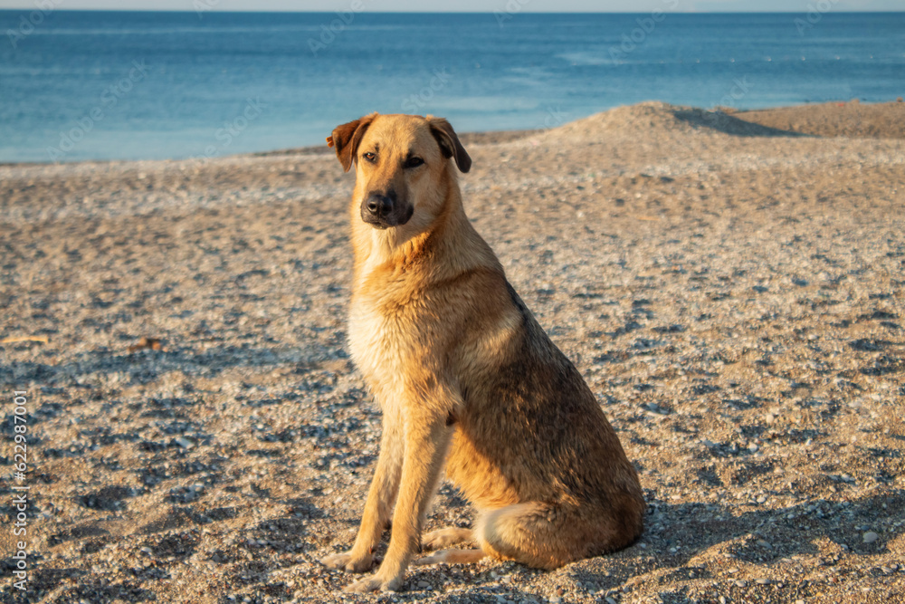 dog on the beach