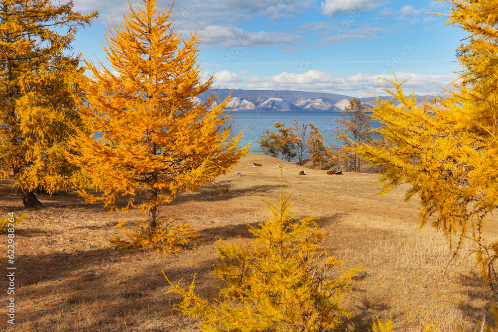 Fototapeta premium Baikal Lake in autumn sunny day. Calm rural landscape with cows resting on coast of Olkhon Island. Yellowed larches and meadows on the coast of the Small Sea. Autumn natural background