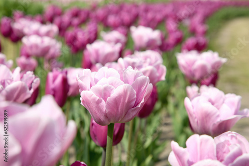 Beautiful tulip flowers growing in field, closeup