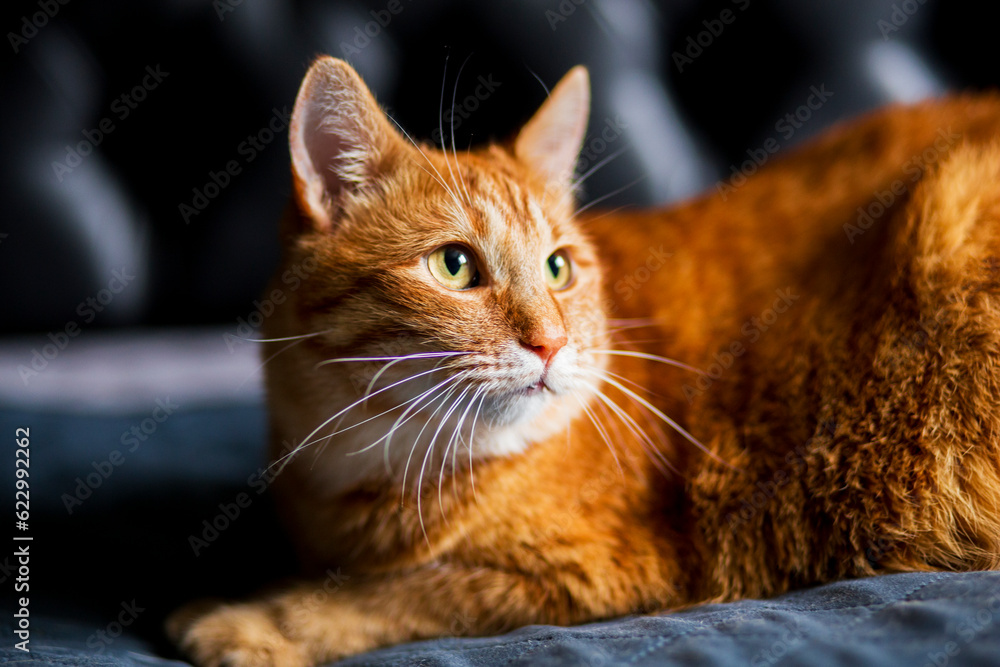 Adorable young adult red purebred tabby cat, laying down side ways paws in bedroom and relax. Looking away with yellow green eyes on a black background..