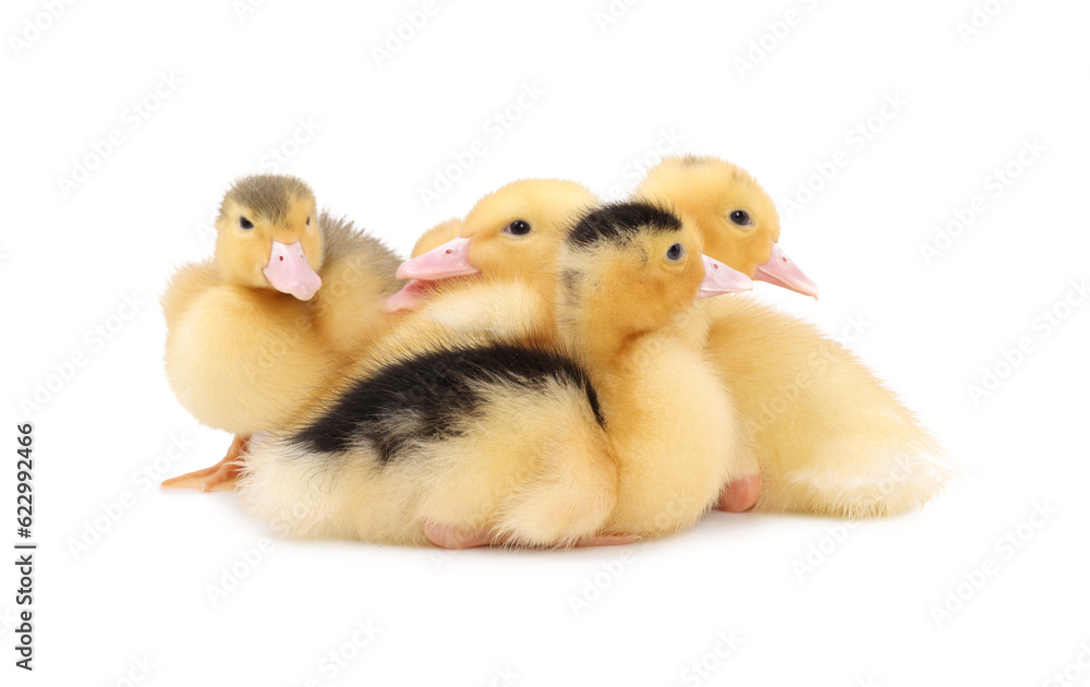 Baby animals. Cute fluffy ducklings on white background Baby animals. Cute fluffy ducklings on white background