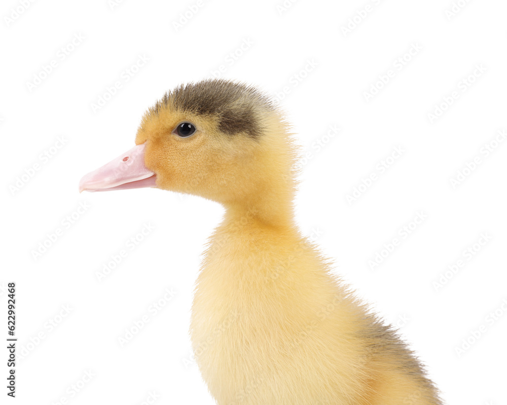 Baby animal. Portrait of cute fluffy duckling on white background Baby animal. Portrait of cute fluffy duckling on white background