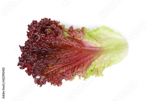 Leaf of fresh red coral lettuce isolated on white