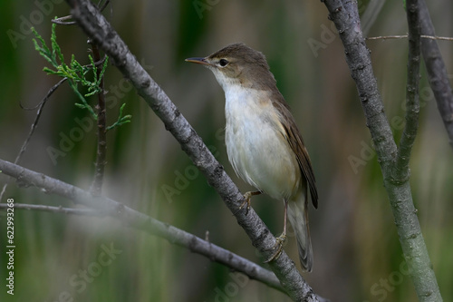 Common reed warbler // Teichrohrsänger (Acrocephalus scirpaceus)