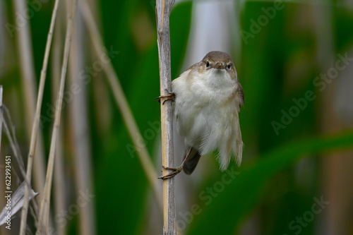 Common reed warbler // Teichrohrsänger (Acrocephalus scirpaceus) photo