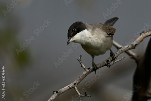 Eastern Orphean warbler // Nachtigallengrasmücke, Östliche Orpheusgrasmücke (Curruca crassirostris) - Evros Delta, Greece photo