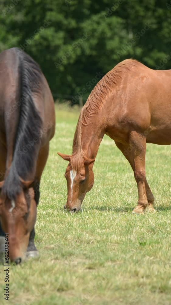 Two brown and black horses grazing together in a meadow on a pasture in the rural countryside, vertical video
Two brown and black horses grazing together in a meadow on a pasture in the rural countryside, vertical video