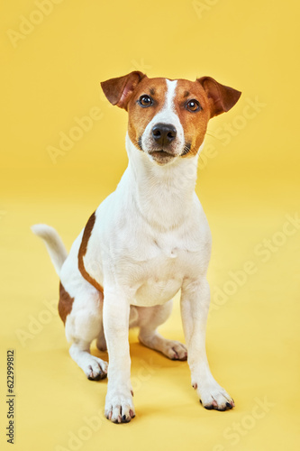Portrait of cute funny dog jack russell terrier. Happy dog sitting on bright trendy yellow background. Free space for text. © Inna Vlasova