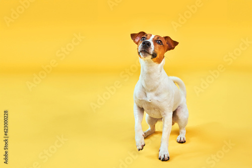 Fototapeta Naklejka Na Ścianę i Meble -  Portrait of cute funny dog jack russell terrier. Happy dog sitting on bright trendy yellow background. Free space for text.