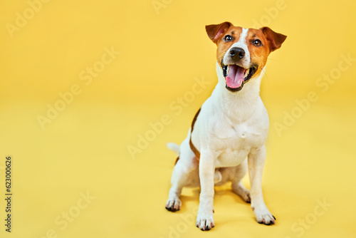 Portrait of cute funny dog jack russell terrier. Happy dog sitting on bright trendy yellow background. Free space for text. photo