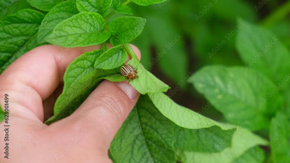 Colorado beetle on a potato green leaves. Leptinotarsa decemlineata