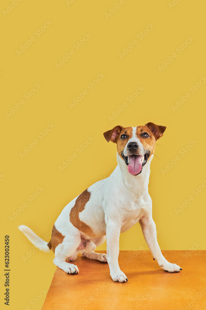 Portraite of Happy surprised dog. Top of head of Jack Russell Terrier with paws up peeking over blank golden table Smiling with tongue. Card template or Banner with copy space on yellow background.