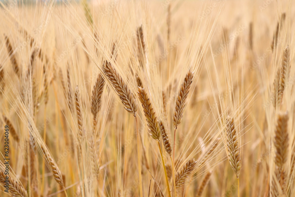 Wheat field. Ears of golden wheat close up. Rich harvest Concept. Wheat field. Ears of golden wheat close up. Rich harvest Concept.