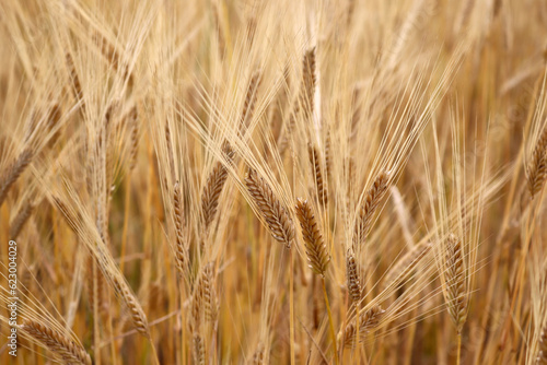 Wheat field. Ears of golden wheat close up. Rich harvest Concept. © Kybele