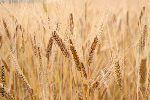 Wheat field. Ears of golden wheat close up. Rich harvest Concept.