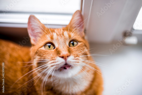 Fotografie Orange tabby cat looking straight up with big yellow eyes laying on window sill on kitchen in the morning