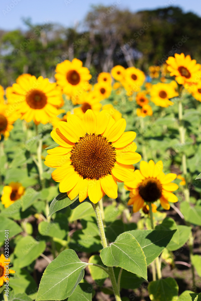 Sunflower field, Beautiful summer landscape.