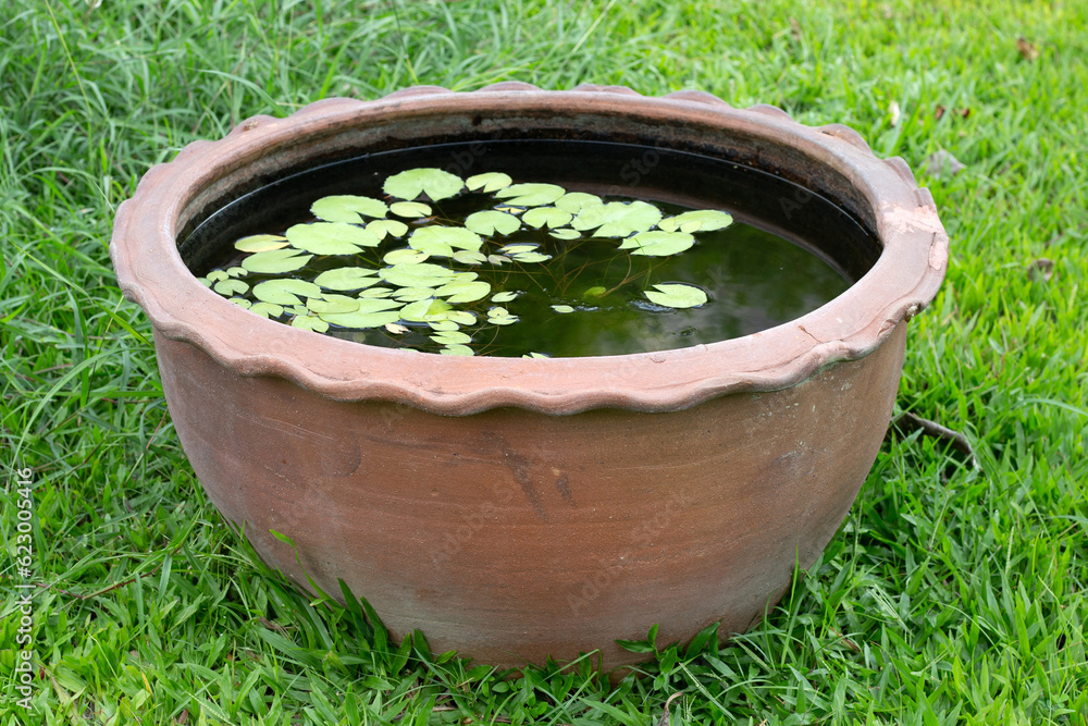 Beautiful water lily. Lotus water plant in a pot Beautiful water lily. Lotus water plant in a pot