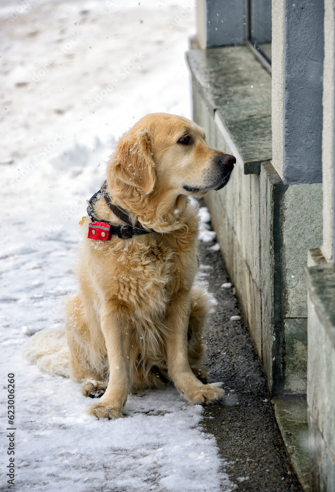 dog awaiting in front of shop in winter, Saas-Fee, Valais, Switzerland, Europe dog awaiting in front of shop in winter, Saas-Fee, Valais, Switzerland, Europe