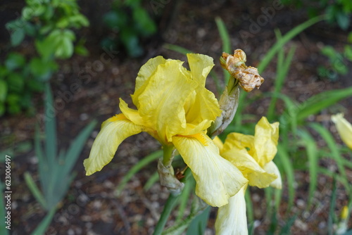 Iris germanica with light yellow flowers in May