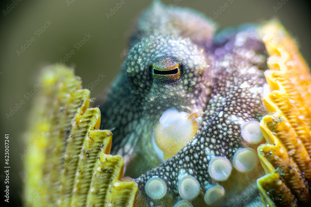 Coconut Octopus Close Up 