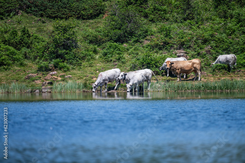 Herd of cows on the bank of a lake of lers in the Pyrenees mountains in France photo