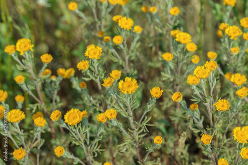 The yellow chamomile (Cota tinctoria).