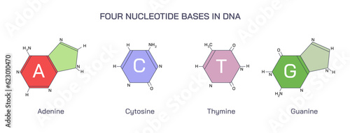 DNA is a double helical structure composed of nucleotides. The two helices are joined together by hydrogen bonds. The DNA also bears a sugar-phosphate backbone. Deoxyribonucleic acid vector 
