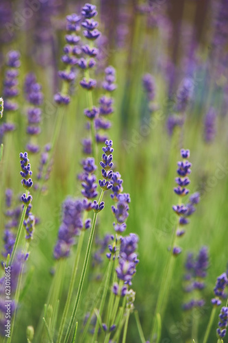 Blossoming violet Lavender with shallow depth of field. High quality photo