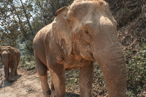 Elephants d'Asie dans un sanctuaire de preservation de l'espece naturelle, Chang Mai, Thailande, Asie photo