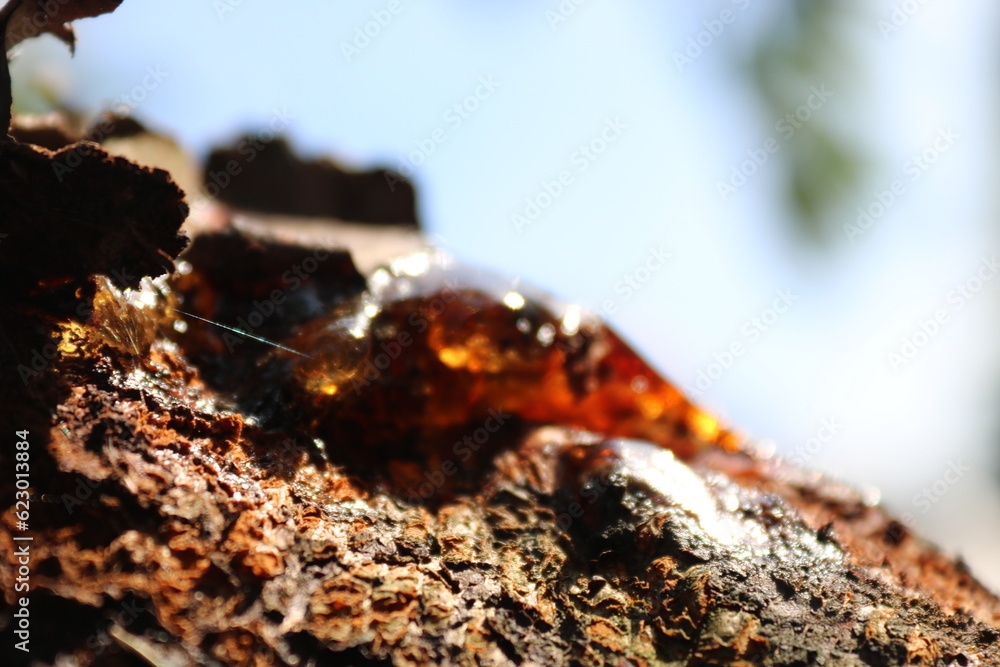 Fototapeta premium Harz im Sonnenlicht