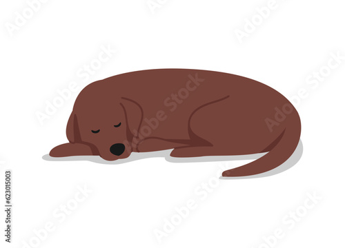 dog sleeping 