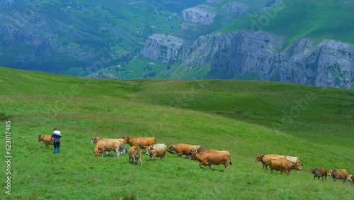 Herd of cows in the Picones de Sopeña, in the surroundings of the village of San Roque de Riomiera. Valleys Pasiegos, Cantabria, Spain, Europe photo