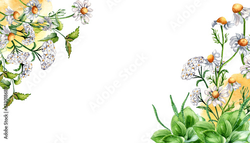 Border of meadow medicinal flower, herb plants watercolor illustration isolated on white background. Daisy, camomile, plantain, achillea millefolium hand drawn. Design for label, package, postcard photo