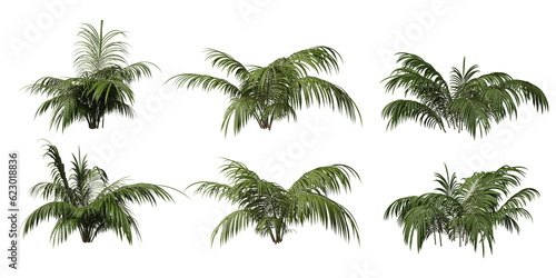 Parlor palm small on a transparent background