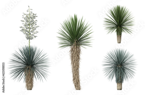 Yucca Rostrata trees on a transparent background photo