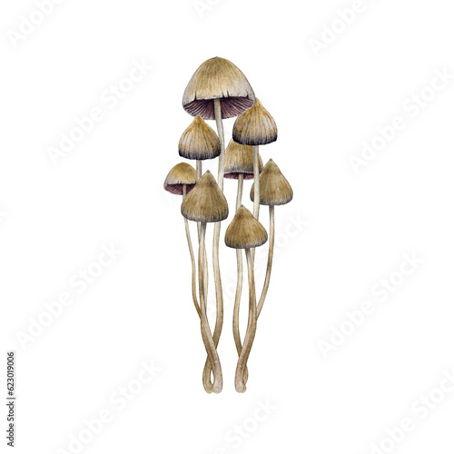 Psilocybe semilanceata mushroom group element. Watercolor illustration. Hand drawn liberty cap psilocybin shrooms. Hallucinogen mushrooms in the group. Isolated on white background photo