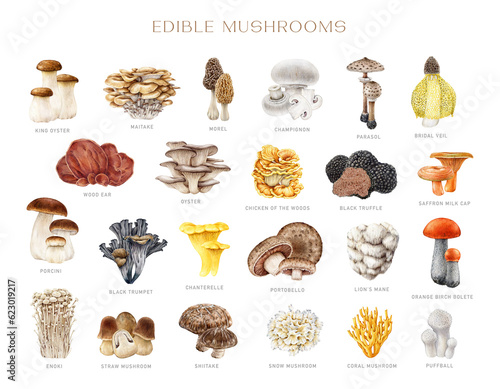 Edible mushroom element vintage style painted set. Watercolor illustration. Porcini, chanterelle, truffle, champignon, shiitake, morel. Various mushrooms element collection. Isolated white background