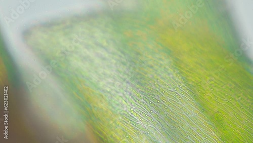 Moss leave part with visible cell structure. Refocus on different parts. Infinity loop. Seen in microscope with objective 40x. Field of view is 0.32mm