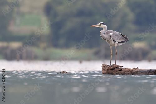 Stunning adult grey heron (Ardea cinerea) standing on a branch floating in the river. Picture of a big waterbird looking for fish in the Sella river, Asturias. Heron in natural environment.