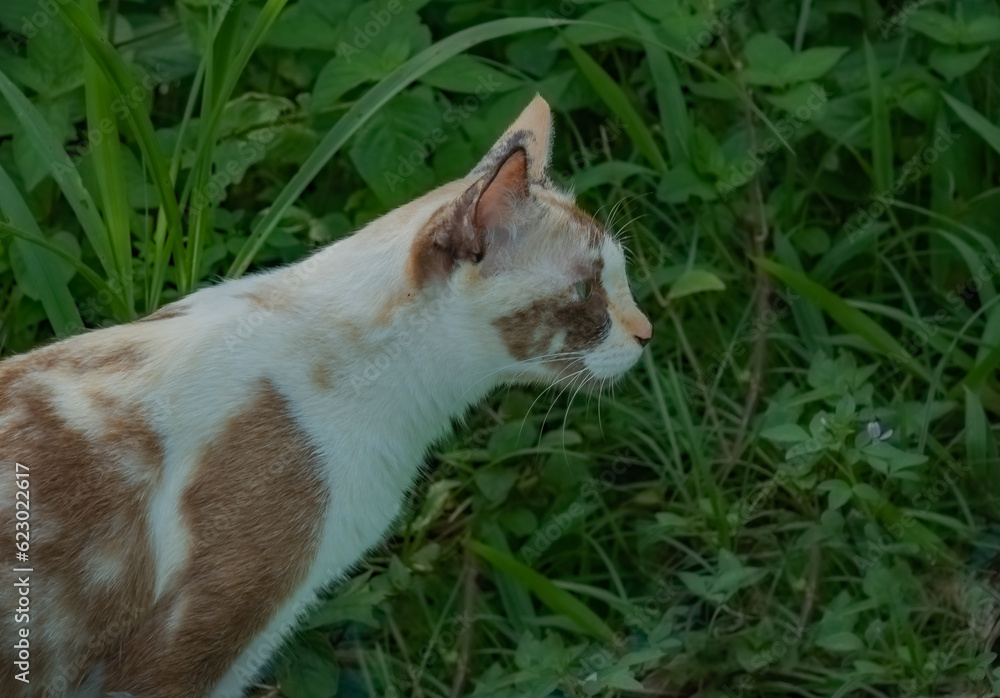 portrait of a cat in the garden, close up, side view. cat staring at something in the forest