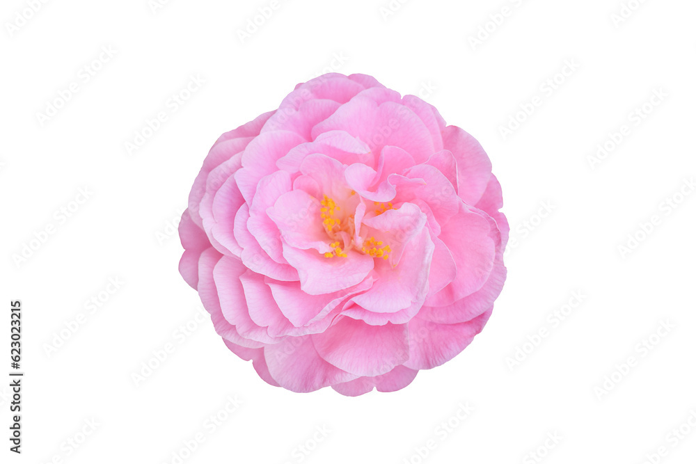 Single pink camelia japonica flower, design element in png format. Single pink camelia japonica flower, design element in png format.