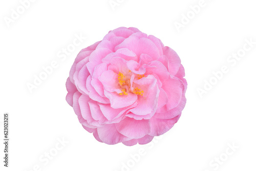 Photography Single pink camelia japonica flower, design element in png format