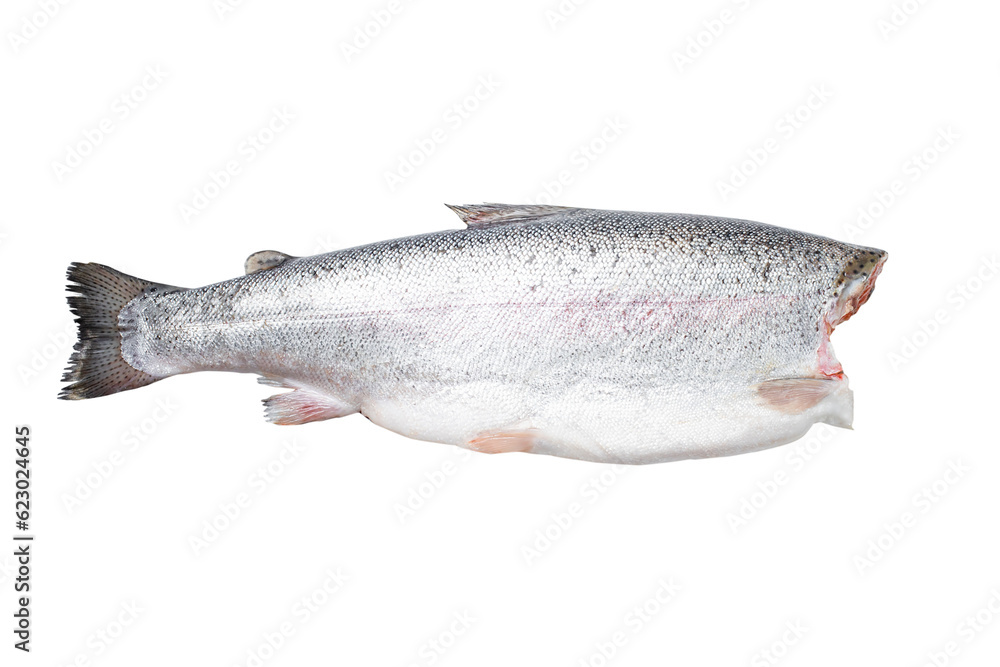 Whole Atlantic Salmon fish isolated on white background with clipping path. Full Depth of field. Focus stacking. PNG Whole Atlantic Salmon fish isolated on white background with clipping path. Full Depth of field. Focus stacking. PNG