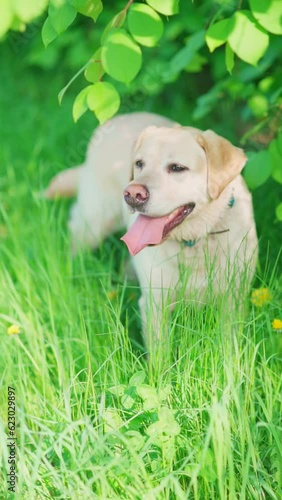 Cute labrador retriever standing around the green meadow at sunny summer day. Happy pet dog walking on the fieald of grass. Vertical